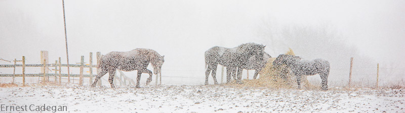 at-the-feeder-3