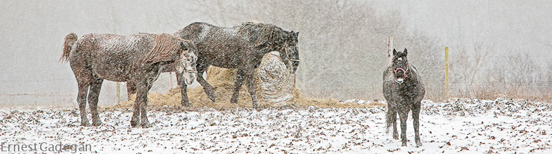 at-the-feeder-4