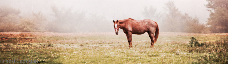 chestnut-in-the-fog