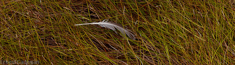 feather-in-the-marsh-grass