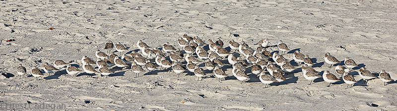 flock-at-rest