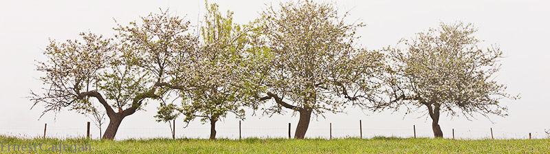 four-apple-trees