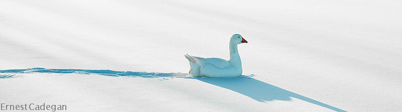 goose-in-snow