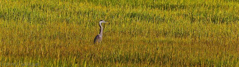 heron-in-the-marsh-grass