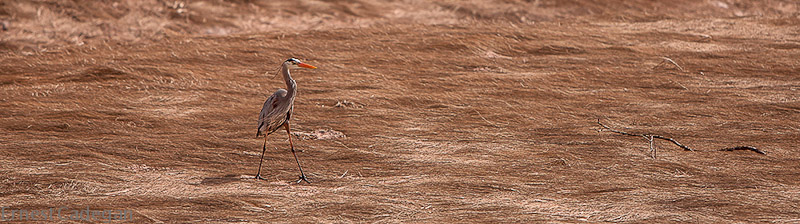 heron-on-the-marsh