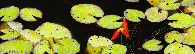 lily-pads-1