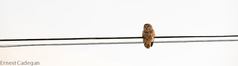 perched on a wire