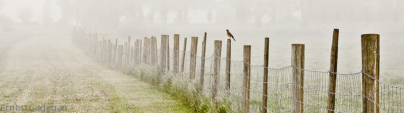 proud-robin