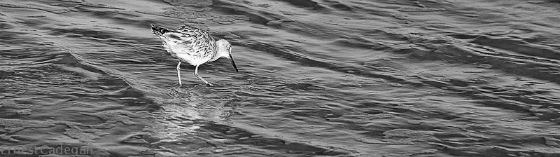 sandpiper-bw