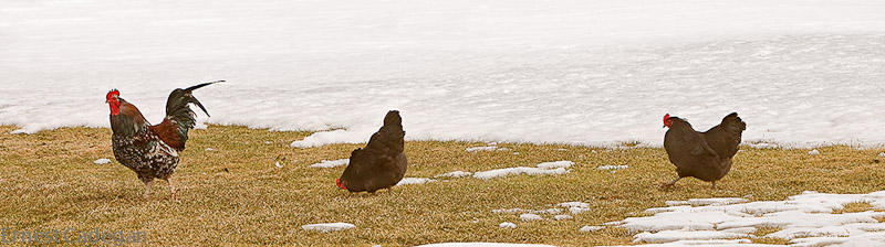 spring-chickens