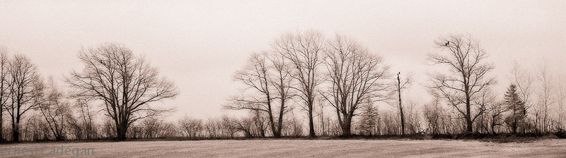 spring-treeline