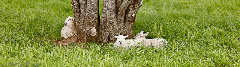 three-lambs-under-the-tree