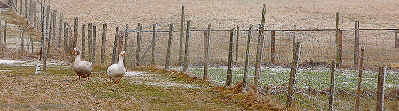 two-along-the-fence