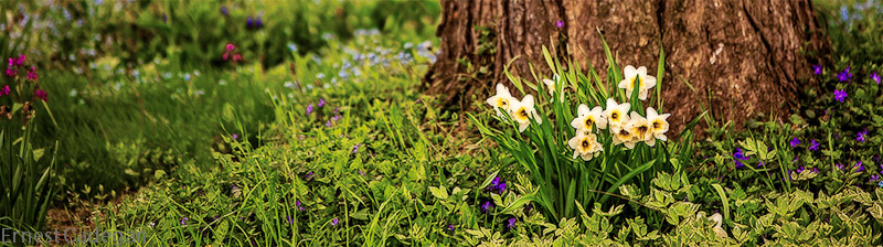 white-daffies-2