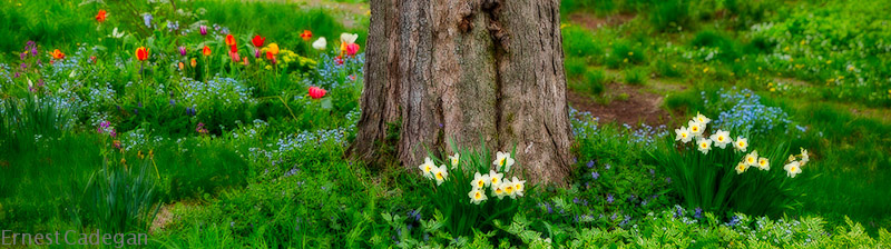 white-daffies