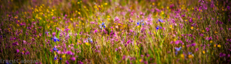 wild-flowers-2