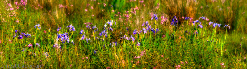 wild-flowers