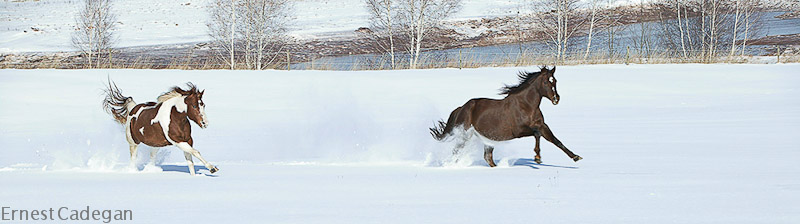 winter-frolic-1