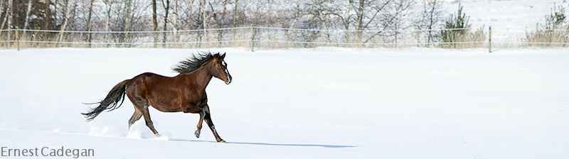 winter-frolic-3