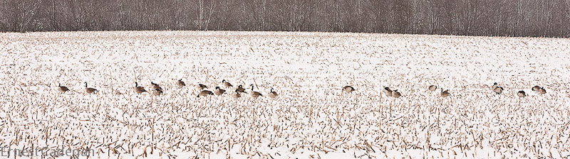 winter-geese-2