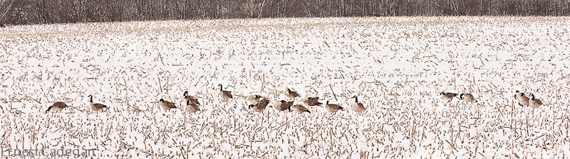 winter-geese