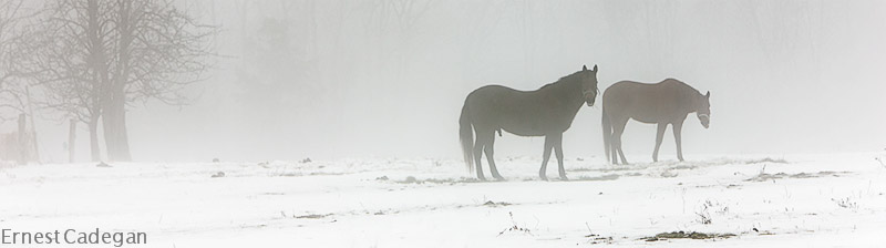 winter-grazing_2-B6F8962-Edit