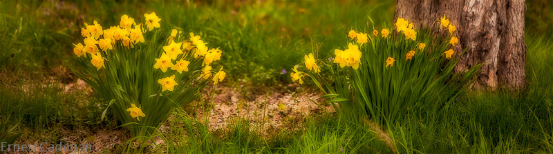 yellow-daffies3